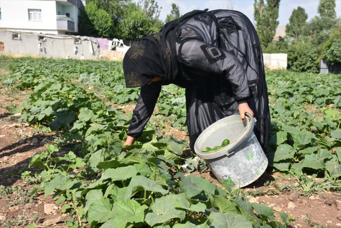 Şırnak'ta 70 çiftçiye dağıtılan 400 bin sebze fidesinden ürün elde edildi