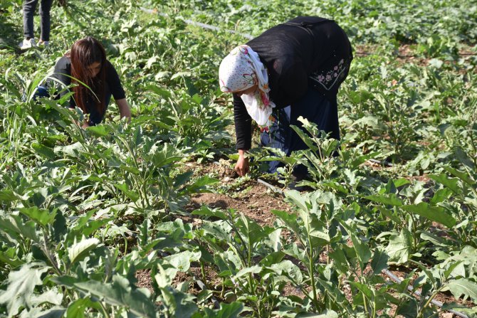 Şırnak'ta 70 çiftçiye dağıtılan 400 bin sebze fidesinden ürün elde edildi