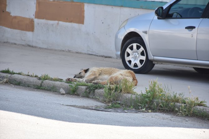 Eskişehir'de mahalleli sahipsiz köpeklerin toplatılmasını istiyor