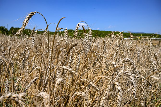 İzmir'de buğday rekoltesi yerli tohumla arttı