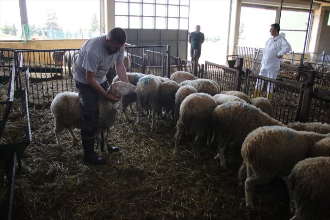 Üniversitede yetiştirilen kıvırcık koyunlar satışa çıkarıldı