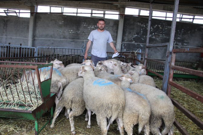 Üniversitede yetiştirilen kıvırcık koyunlar satışa çıkarıldı