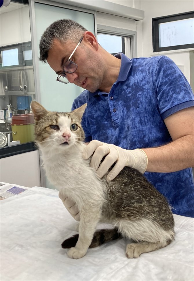 Üzerine ağda bantları yapıştırılan kedi, Üsküdar Belediyesi ekiplerince tedaviye alındı