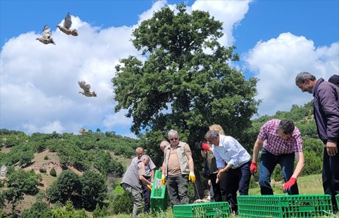 Amasya'da 1000 kınalı keklik doğaya bırakıldı