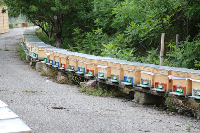Artvin'de arıcılara ana arı ve ekipman desteği verildi