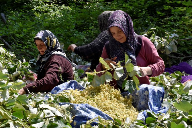Bursa Karacabey'deki ıhlamur ormanlarında hasat zamanı