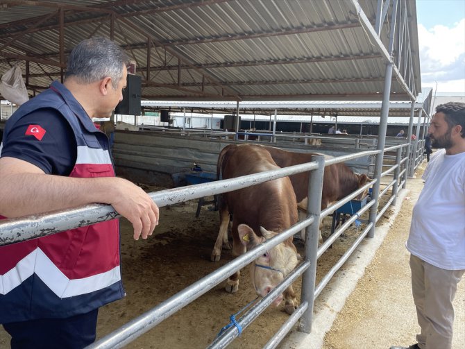 Elazığ'da yaklaşık 20 bin kurbanlık, hayvan pazarında satışa çıktı