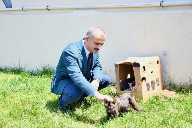 Kocaeli'de belediyenin sahiplendiği kedi "Kahve" ve yavruları kütüphaneye renk kattı