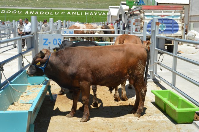 Erzurum'daki hayvan pazarında Kurban Bayramı hareketliliği