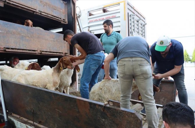 Gaziantep'te depremzede yetiştiricilerin telef olan hayvanlarının yerine bedelsiz hayvan dağıtılıyor