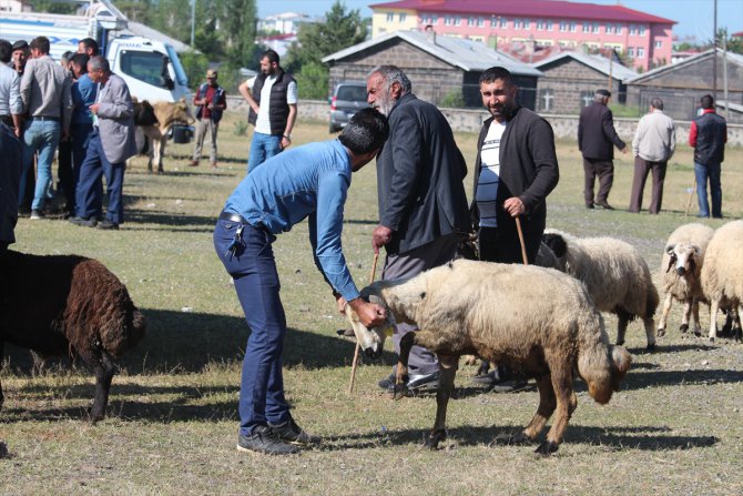 Kars'ta kurbanlıklar sıkı pazarlıklarla alıcı buluyor