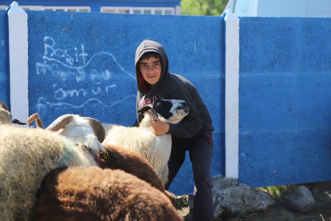 Kars'ta hayvan pazarlarında Kurban Bayramı hareketliliği arttı