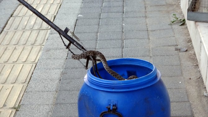 Muğla'da iş yerinde yakalanan yılan doğaya bırakıldı