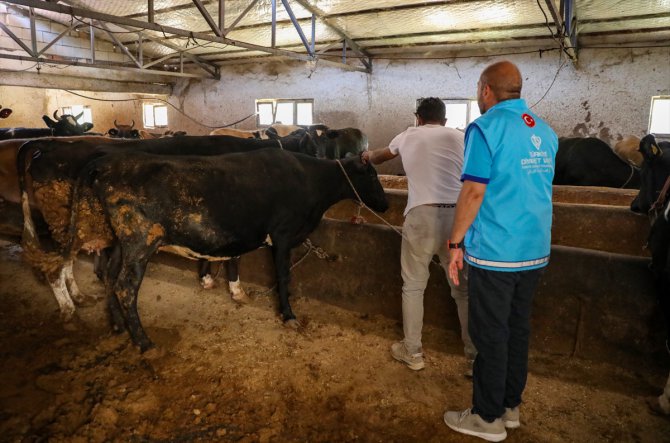 TDV, Diyarbakır'da kesilecek 14 bin hisse kurban etini ihtiyaç sahiplerine ulaştıracak