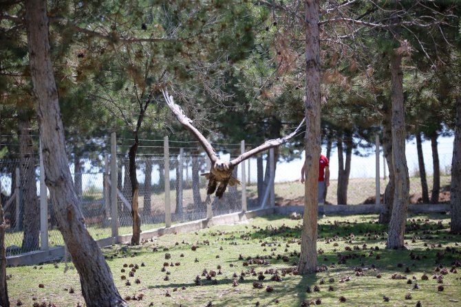 Çorum'da uçma yetisini kaybeden akbaba koruma altına alındı