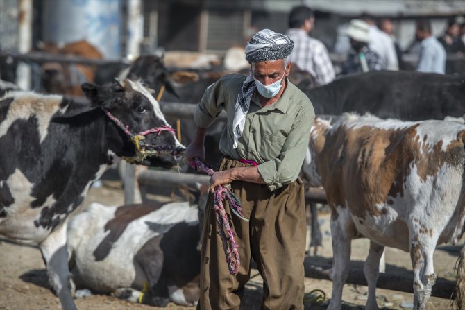 Erbil'de Kurban Bayramı öncesi hayvan pazarında hareketlilik yaşanıyor