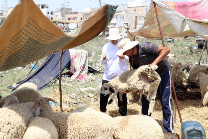 Tunus'ta bir dernek, dağıttığı kurbanlık hayvanlarla yoksul aileleri ve yetimleri sevindiriyor