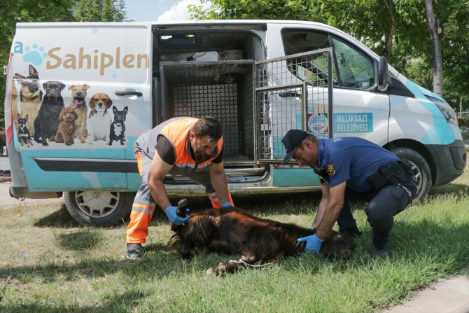 Otomobilin çarpması sonucu yaralanan kurbanlık keçiye polis su içirdi