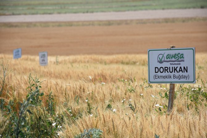 Eskişehir'de "Yerli ve Milli Buğday Çeşitleri Tanıtım Şenliği" yapıldı