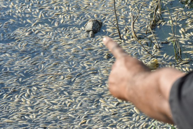 Irak'ta nehirdeki su seviyesinin düşmesiyle "oksijensiz kalan" binlerce balık telef oldu