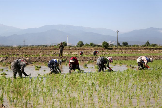 İran'ın Gülistan eyaletinde çiftçiler ikinci ürün olarak çeltik ekiyor