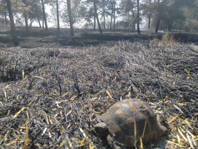 Kırklareli'nde buğday tarlası ile ağaçlık alanda çıkan yangın söndürüldü