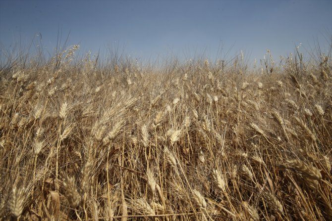 Mardin Ovası'nda son yılların en verimli buğday hasadı sezonu yaşanıyor