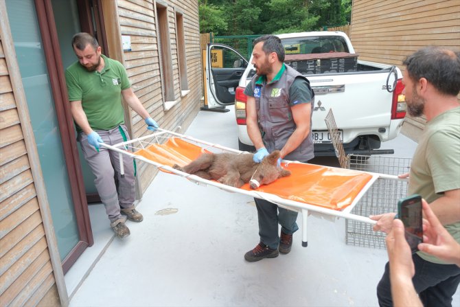 Sakarya'da yaralı bulunan ayı yavrusu Ormanya'da tedavi altına alındı