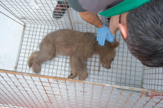 Sakarya'da yaralı bulunan ayı yavrusu Ormanya'da tedavi altına alındı