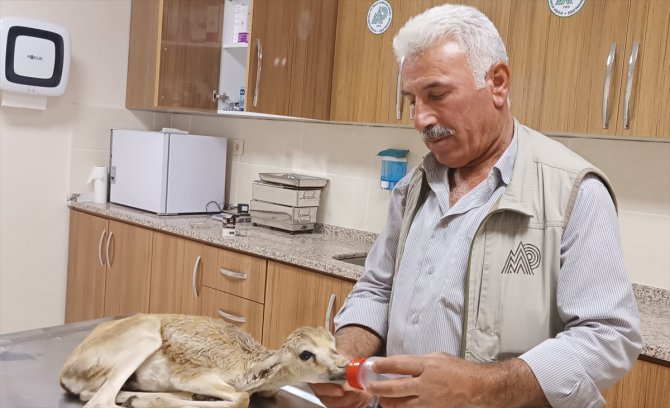 Şanlıurfa'da yaralı bulunan ceylan yavrusu tedavi altına alındı