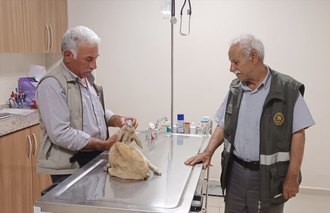 Şanlıurfa'da yaralı bulunan ceylan yavrusu tedavi altına alındı