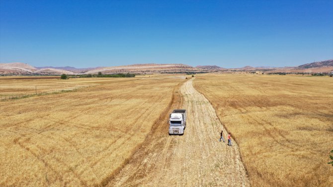 Lise öğrencileri 706 dönüm araziye ektikleri buğdayın hasadına başladı