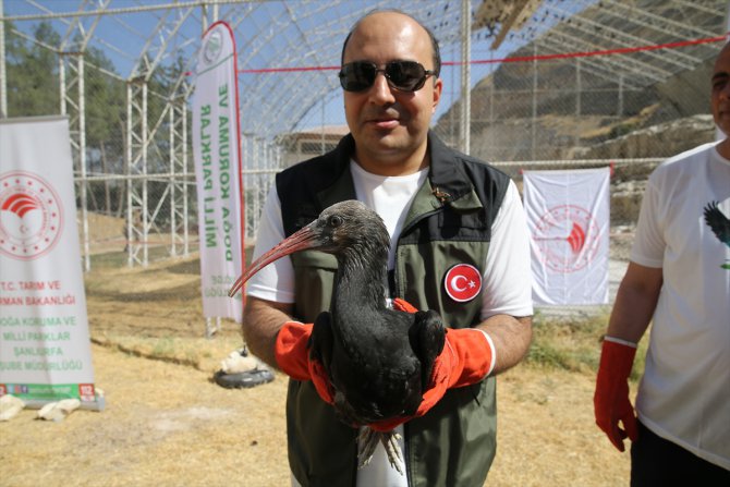 Şanlıurfa'da doğaya salınan 30 kelaynak kuşundan 4'üne göç yolunu takip için GPRS takıldı