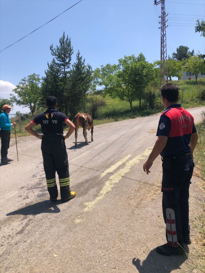 Erzincan'da kanalizasyon kuyusuna düşen ineği itfaiye ekipleri kurtardı