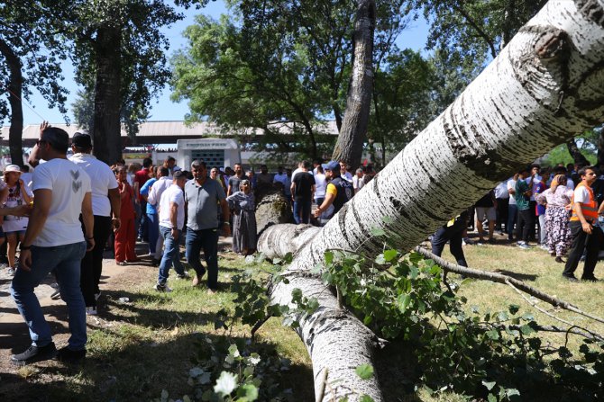 Edirne'de devrilen ağacın altında kalan 2 kişi yaralandı