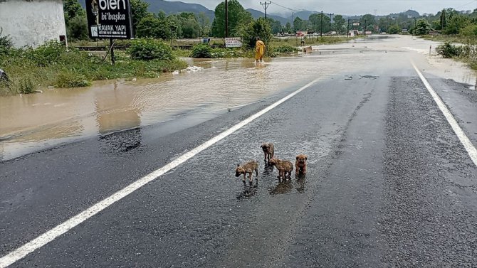 Zonguldak'ta su basan barakada mahsur kalan köpek yavruları kurtarıldı