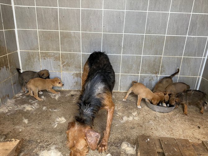 Bilecik'te metruk binada mahsur kalan köpek ve yavruları kurtarıldı