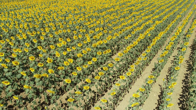Tekirdağ'daki ayçiçeği tarlalarında "deklanşör senfonisi" başladı