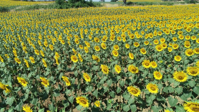 Tekirdağ'daki ayçiçeği tarlalarında "deklanşör senfonisi" başladı