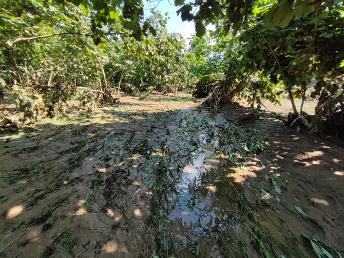 Giresun'da şiddetli yağış nedeniyle taşan dere, fındık bahçelerine zarar verdi