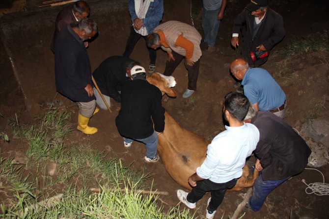 Iğdır'da uçurumdan düşen inek kurtarıldı