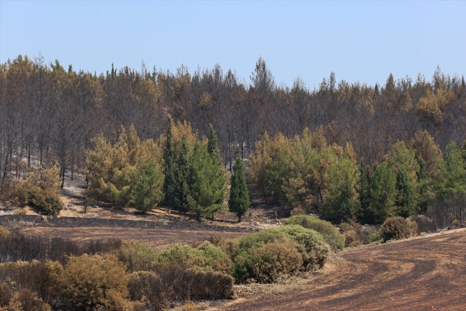 İzmir'de orman yangınında zarar gören alan havadan görüntülendi