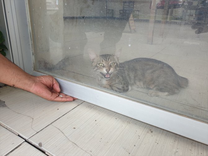 Osmaniye’de kapalı iş yerinde mahsur kalan kediyi esnaf kurtardı