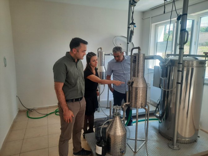 Amasya Üniversitesinde lavanta yağı üretimi