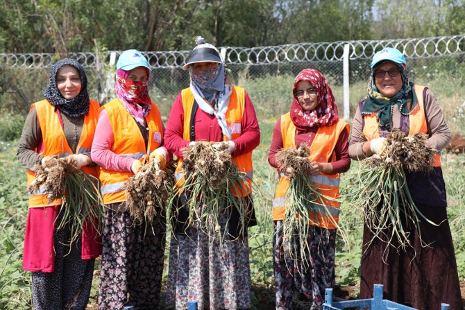 Ankara'da Çubuk Belediyesince üretilen sarımsağın hasadı başladı