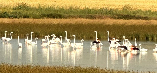 Çorum'da yaklaşık 40 flamingo gözlendi