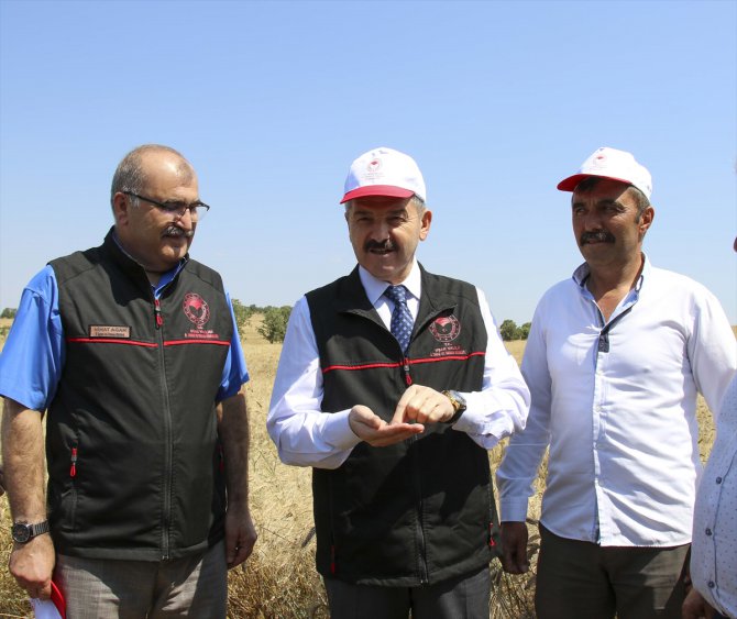 Uşak'ta 70 bin hektar alanda buğday hasadı başladı