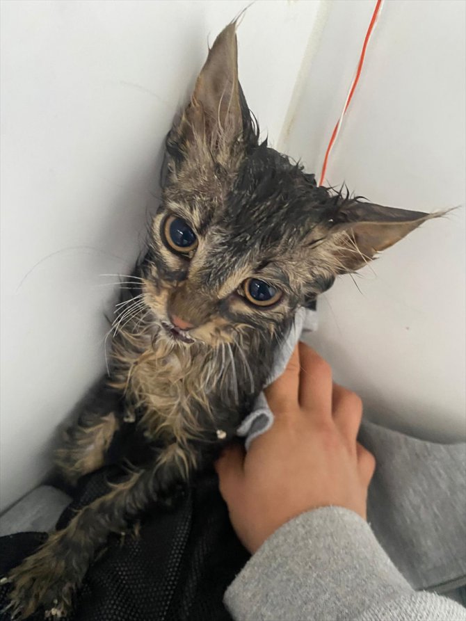 Zonguldak'ta sel sularına kapılan kedi yavrusunu marketten dönen genç kadın kurtardı