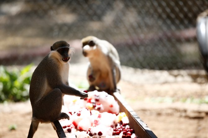 Antalya'da hayvanat bahçesi sakinlerine buzlu meyve servisi başladı