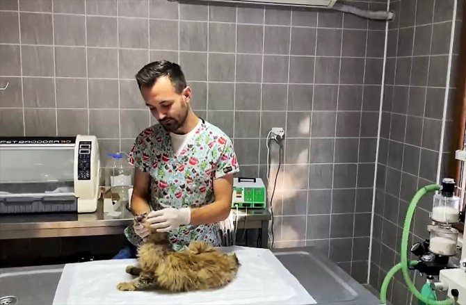Bilecik'te yüzünden yaralanmış bulunan sahipsiz kedi tedavi edildi